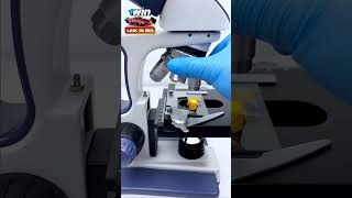 Dornitos under microscope  microscope dornitoes youtube facts testing5minutecrafts asmr [upl. by Gabe74]