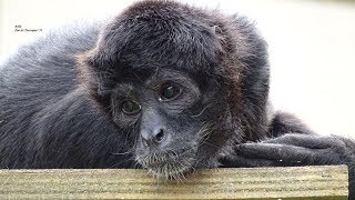 LAtèle à tête brune ou Singe araignée est lun des primates les plus menacés dextinction du monde [upl. by Restivo]