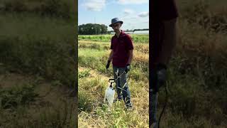 Organic Herbicides Using Homeplate to clean up weeds around plastic mulch shorts organicfarming [upl. by Orsini]