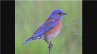 Bluebirds  How Do Bluebirds Protect Themselves [upl. by Ahsimet]