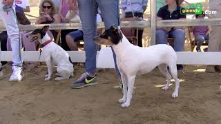 III Concurso Morfológico del Perro Bodeguero Andaluz en Una Pará en Gines 2022 [upl. by Airet]