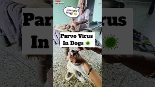 Parvo Virus 🦠 Treatment  474 [upl. by Theo]