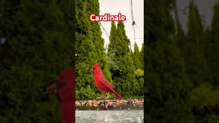 Cardinale from Canada birds tendance food animal relaxingmusic [upl. by Nelleeus]