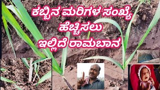 ಕಬ್ಬಿನ ಮರಿಗಳ ಸಂಖ್ಯೆ ಹೆಚ್ಚಿಸಲು ಇಲ್ಲಿದೆ ರಾಮಬಾನ  Increase sugarcan tillers🤪 [upl. by Gaskill]