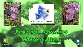 Featured Orchids March 2024 [upl. by Elladine]