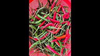 2nd round harvesting korean chilli [upl. by Suidualc324]