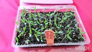 Chile Poblano Germinacion y Almacigos abracadabra6963 [upl. by Skell]