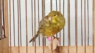 meilleur chant canari l chant canari timbrado morocco [upl. by Einaeg8]