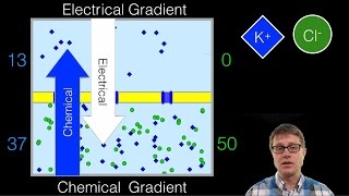 Electrochemical Gradient [upl. by Reisch36]