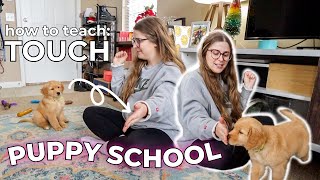 Puppy School How to Teach Your Puppy quotTOUCHquot From Start to Finish [upl. by Sokul691]