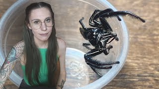 FAIL pairing the LARGEST jumping spiders in the world Hyllus giganteus [upl. by Ynaittirb]