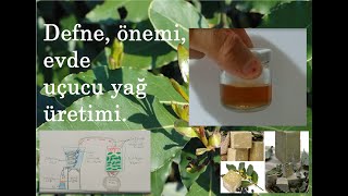 DEFNE YAPRAK YAÄžI UÃ‡UCU YAÄž EV ÃœRETÄ°MÄ° DEFNE ve Ã–NEMÄ° HOME MADE DAPHNE ESSENTIAL OIL [upl. by Gervase886]