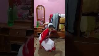 lale laal oi palash bon Bengoli folk song shradha YouTube shorts [upl. by Trahurn]