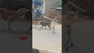 Dog fight forfighting youtubeshorts shorts funny comedy [upl. by Vada]