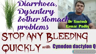 Cynodon dactylon q uses in hindi for all types of bleeding and Stomach Problems [upl. by Einreb990]