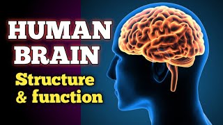 Human Brain class 10th Its parts and functions Nervous system left and right brain biology [upl. by Schreck]