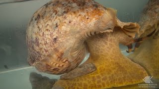 How a CrownofThorns starfish reacts to the smell of a Giant Triton [upl. by Nolur684]