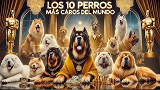 ¡Los 10 Perros Más Caros del Mundo 🐶💰 [upl. by Schreck352]