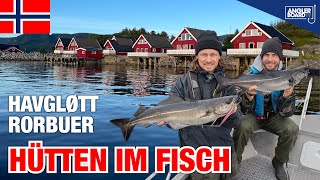 Angeln in Norwegen  Havgløtt Rorbuer Hütten im Fisch  Köhler Dorsch Livebisse  Norwegen Urlaub [upl. by Dnaleel]