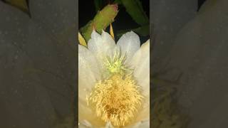 Dragon Fruit blooming 🏵️ shorts viralvideo subscribe trending [upl. by Ehrlich]