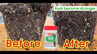 Transplanting And Propagate With Rooting Powder [upl. by Pena]