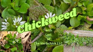 Chickweed with Lori the Herbchick [upl. by Bainter868]