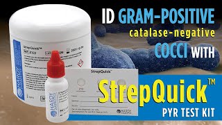 StrepQuick™ PYR Test Kit for rapid Group A Strep Identification [upl. by Eserehs]