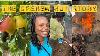 The Life of a Cashew…from Nut to Snack  Grenada 🇬🇩  One One Cocoa [upl. by Sherburn]