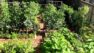 How to Grow a lot of Food in a Small Garden  9 EZ tips [upl. by Eerolam136]