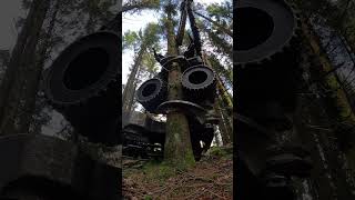 S82 Harvester Head in Action forestry [upl. by Sihon]