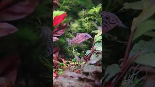 This song is obsolete because science see description for species corydoras aquarium cute [upl. by Adnaram]