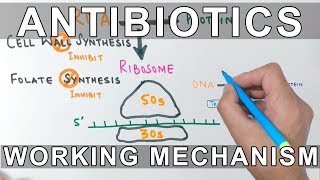 How Antibiotics Work [upl. by Ilegna]