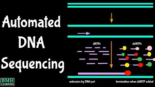 Automated DNA Sequencing  PCR Sequencing  Cycle Sequencing [upl. by Maloney203]