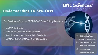 Understanding CRISPRCas9  CRISPR Explained  What is CRISPR  BOC Sciences [upl. by Kiki]