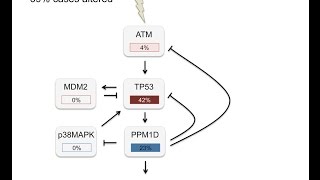 DNA damage checkpoint and p53 [upl. by Niveg]