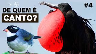 DESAFIO ACERTE os CANTOS DE AVES DO BRASIL [upl. by Sueddaht]