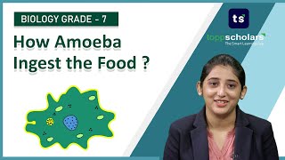 How amoeba ingest the food  Holozoic nutrition  Biology  Life science [upl. by Anitak]