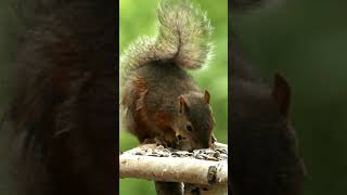 squirrel video Loud squirrel chirping sounds Squirrel sound animals 2024 [upl. by Eceryt]