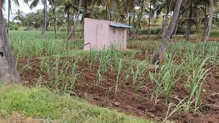 5 acre 14 gunte farm land sale near Srirangapatna 15 km bannur 8 km for acre 65 laksh 9611154959 [upl. by Naasah]