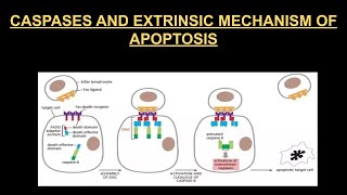 Caspases and Extrinsic mechanism of apoptosis [upl. by Carrew10]