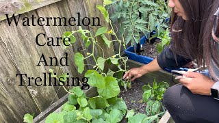 How To Prune Watermelon Cantaloupe Plants  Melon Care Trellising Climbing Plants [upl. by Riggs]