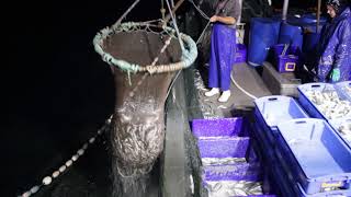 Sustainable Pilchard Fishing in Port Phillip Bay Victoria Australia [upl. by Hermon]