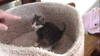 Kitten Beagle amp Abyssinian  Song by Robbie Williams quotFeelquot [upl. by Pontias139]