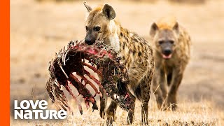 Spotted Hyena Clan Feeding Frenzy [upl. by Ecnatsnok]