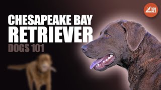 Chesapeake Bay Retriever 101 The Hunting Dog and Family Companion [upl. by Akirej96]