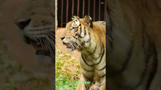 The Sumatran Tiger Characteristics [upl. by Androw40]