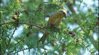 Red Crossbills in Tamarack [upl. by Boutis]