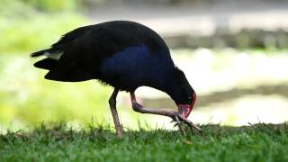 Australasian Swamphen Porphyrio porphyrio melanotus  Purpurhuhn 1 [upl. by Mazurek]