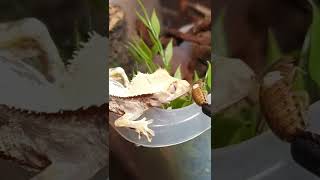 How To Get Your Crested Gecko To Eat Insects 🦎🤯 shorts [upl. by Sower824]