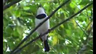 Platysteira cyanea brownthroated wattleeye [upl. by Perpetua]